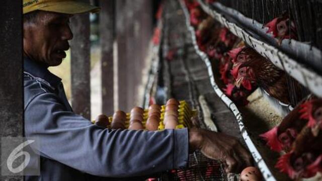 Edukasi Beternak Ayam: Dari Perawatan hingga Produksi Telur