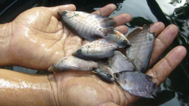 Teknik Perawatan Ikan Gurame agar Kualitasnya Tetap Optimal