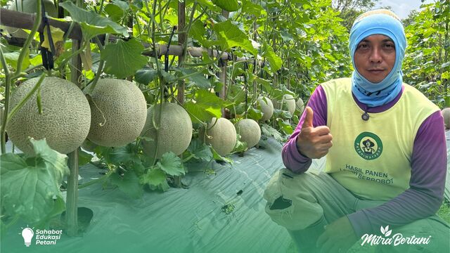 Edukasi Berkebun Melon Teknik Menanam agar Hasil Maksimal