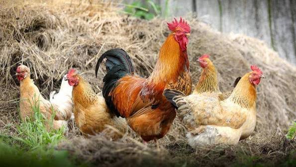 Edukasi Beternak Ayam untuk Pemula, dari Memilih Bibit hingga Perawatan Harian