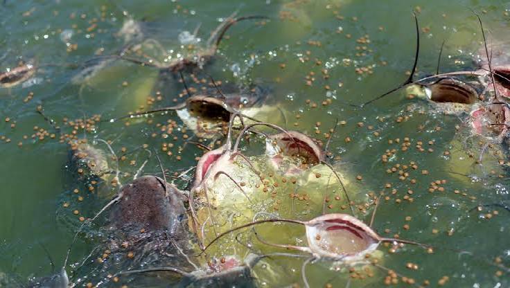Edukasi Budidaya Ikan Lele, Cara Memulai dari Kolam hingga Panen